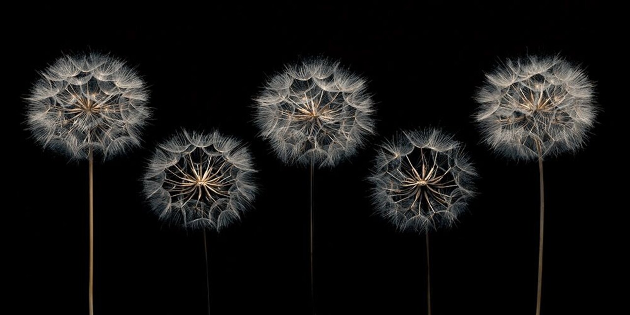 Make A Wish Poster Print by Assaf Frank - Item # VARPDXPOD60409